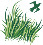 Sawgrass Country Club Logo